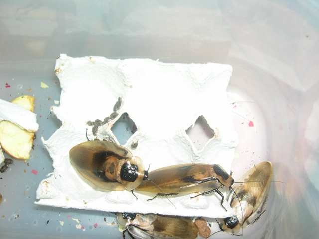 Argentiski ščurki  - foto