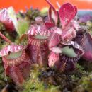 Cephalotus follicularis