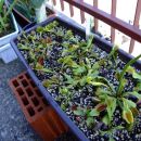 Dionaea muscipula "typical"