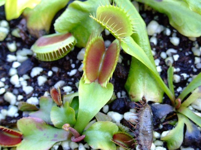 Dionaea muscipula "typical" - foto povečava