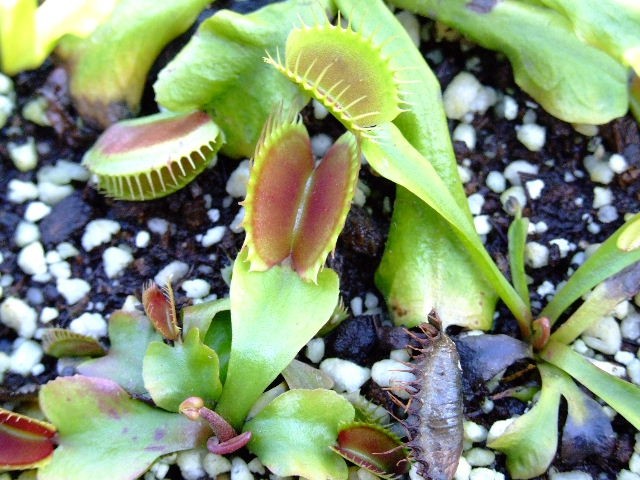 Dionaea muscipula "typical" - foto povečava