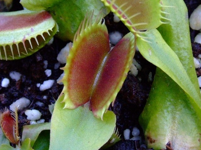 Dionaea muscipula "typical" - foto povečava