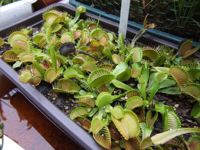 Dionaea muscipula "typical" - foto