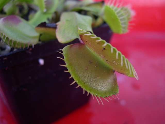 Dionaea muscipula "typical" - foto povečava