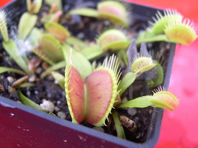 Dionaea muscipula "typical" - foto povečava