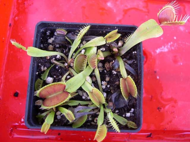 Dionaea muscipula "typical" - foto povečava