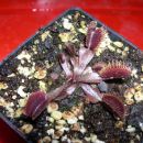 Dionaea muscipula - A24