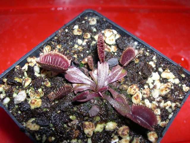 Dionaea muscipula - A24 - foto