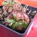 Drosera aliciae