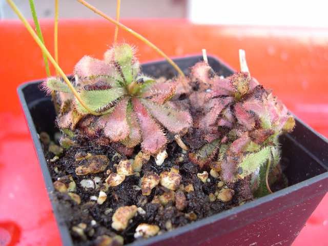 Drosera aliciae - foto