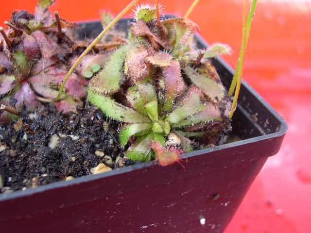 Drosera aliciae - foto povečava