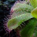 Drosera admirabilis