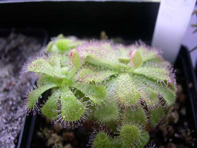 Drosera admirabilis - foto