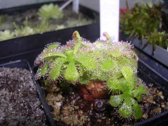 Drosera admirabilis - foto