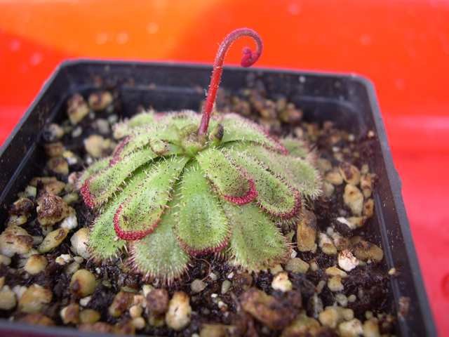 Drosera admirabilis - foto