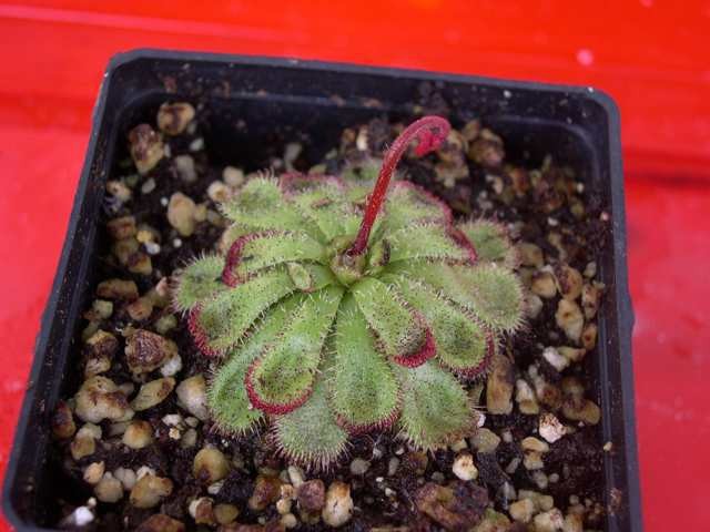 Drosera admirabilis - foto