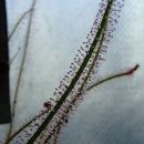 Drosera filiformis
