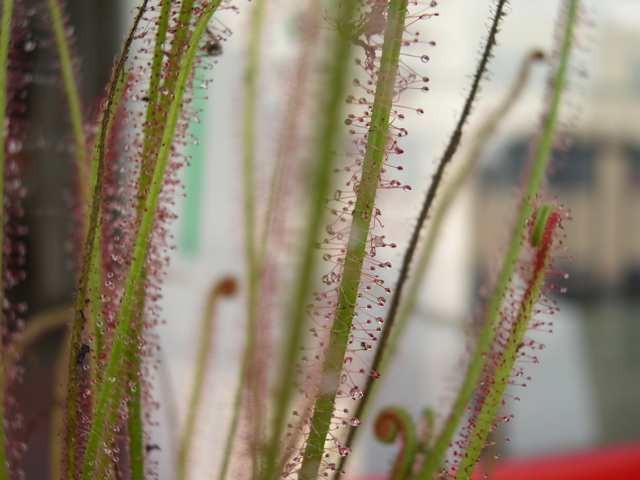 Drosera filiformis - foto