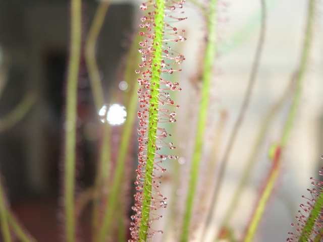 Drosera filiformis - foto