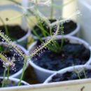 Drosera binata