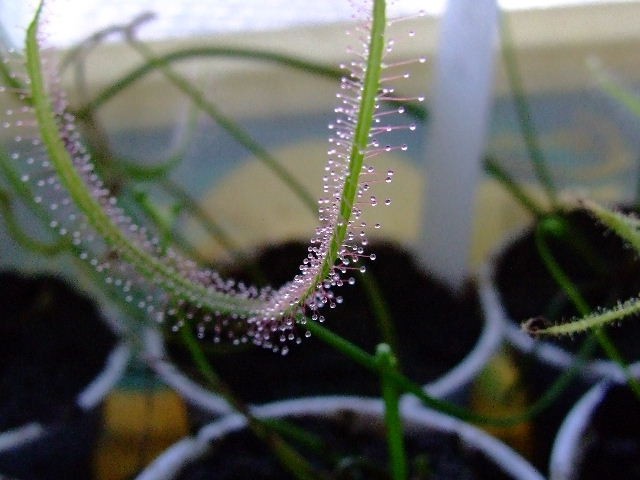 Drosera binata - foto povečava