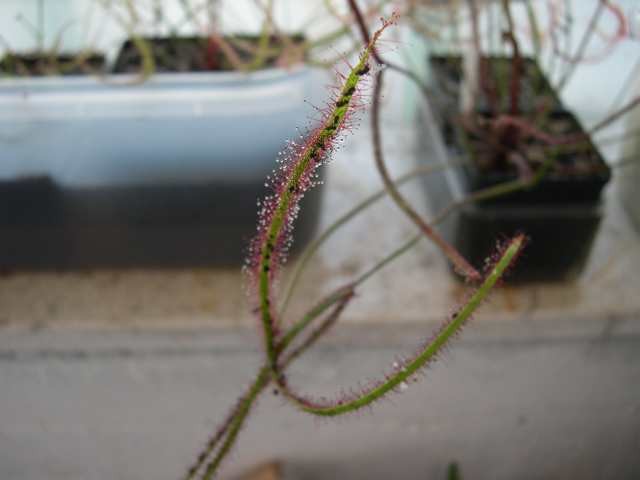 Drosera binata - foto povečava