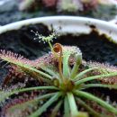 Drosera spatulata