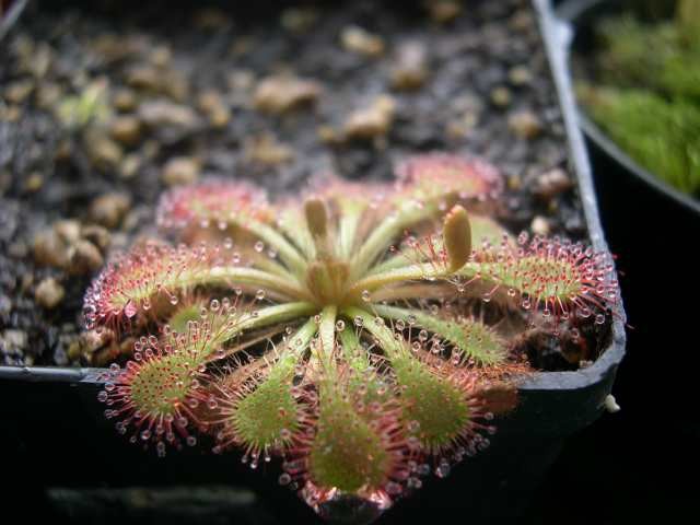 Drosera spatulata - foto