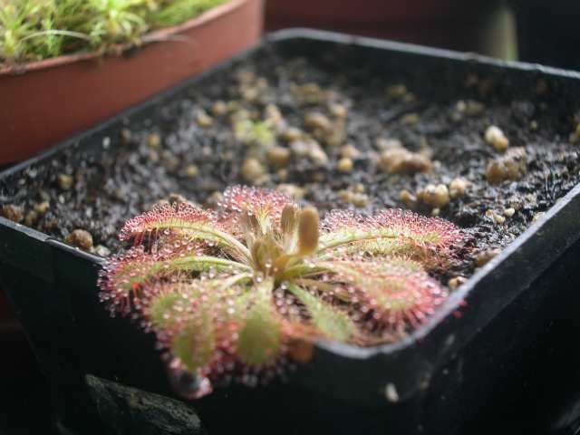 Drosera spatulata - foto