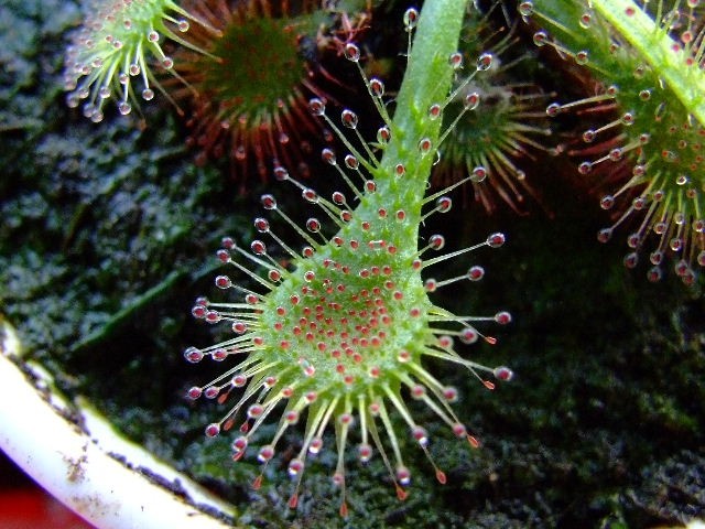 Drosera spatulata - foto povečava