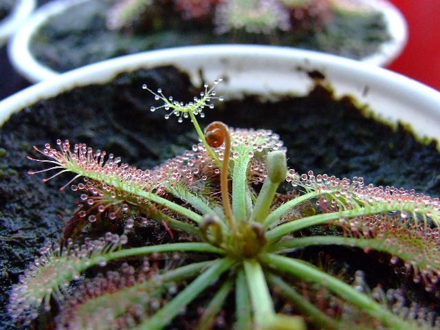 Drosera spatulata - foto