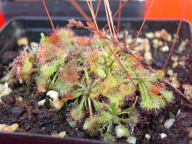 Drosera spatulata - foto povečava