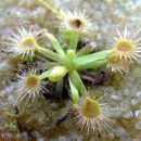 Drosera pulchella x nitidula 