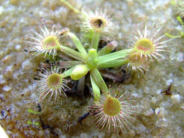 Drosera pulchella x nitidula  - foto