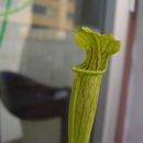 Sarracenia alata
