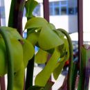 Sarracenia flava