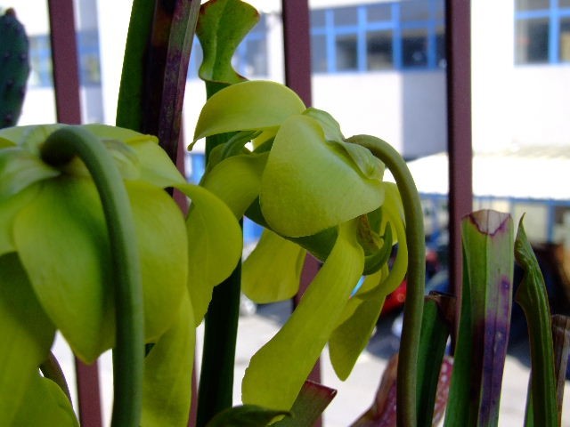 Sarracenia flava - foto