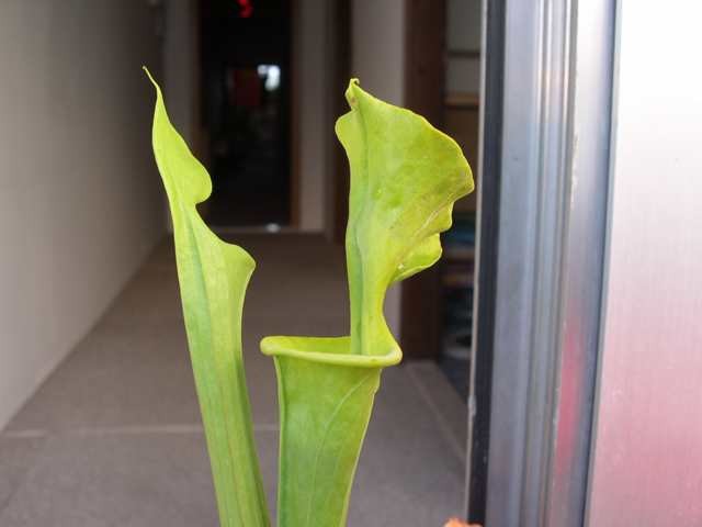 Sarracenia flava - foto