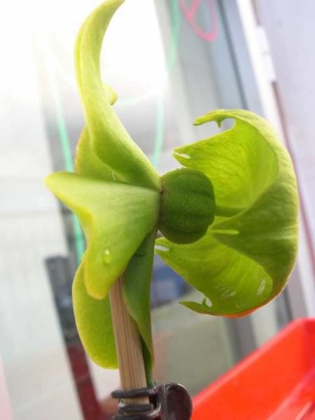 Sarracenia flava - foto povečava