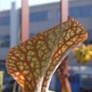 Sarracenia x leucophylla