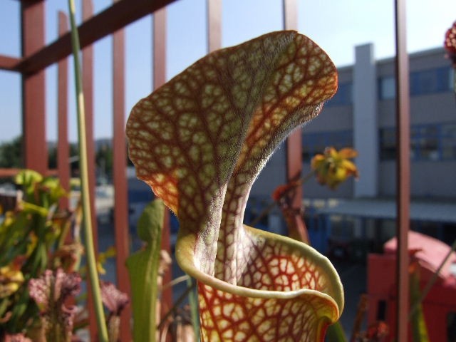 Sarracenia x leucophylla - foto