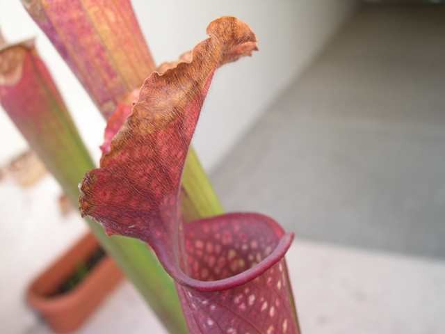 Sarracenia x leucophylla - foto