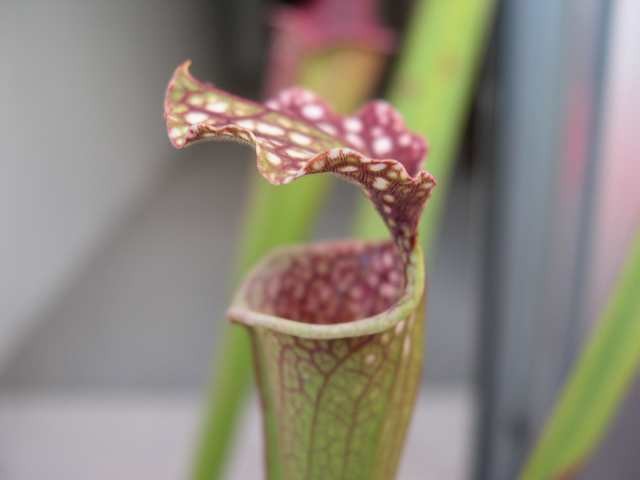 Sarracenia x leucophylla - foto povečava