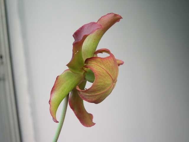 Sarracenia x leucophylla - foto povečava