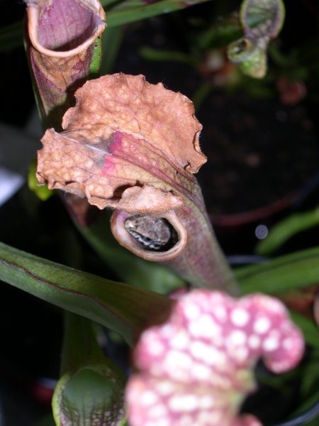Sarracenia x leucophylla - foto povečava