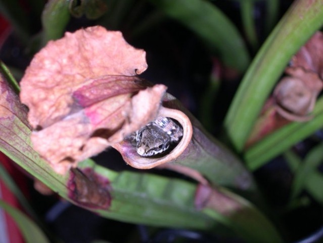 Sarracenia x leucophylla - foto