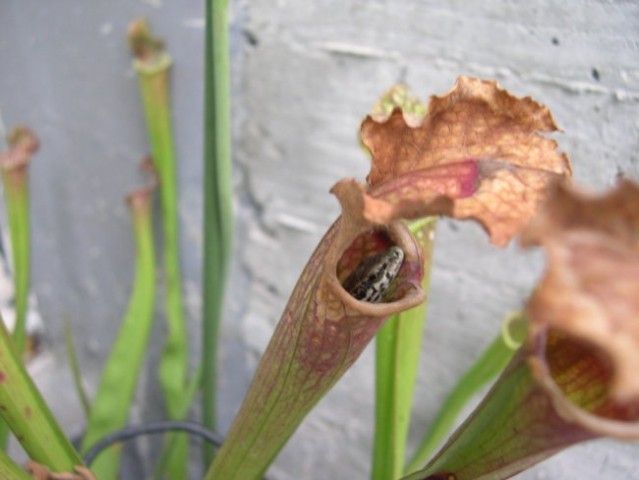 Sarracenia x leucophylla - foto