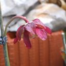 Sarracenia purpurea ssp. purpurea