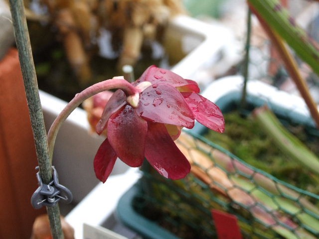 Sarracenia purpurea ssp. purpurea - foto povečava