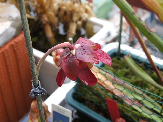 Sarracenia purpurea ssp. purpurea - foto